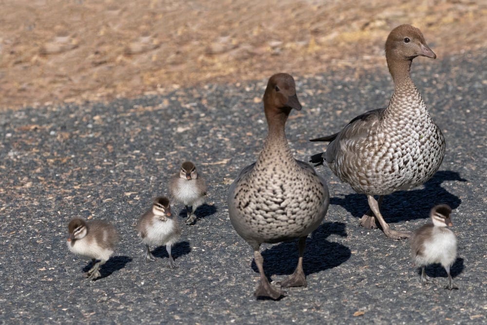 australian spotted ducks with ducklings