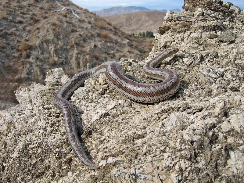 Axanthic Rosy Boa on the rocky hill