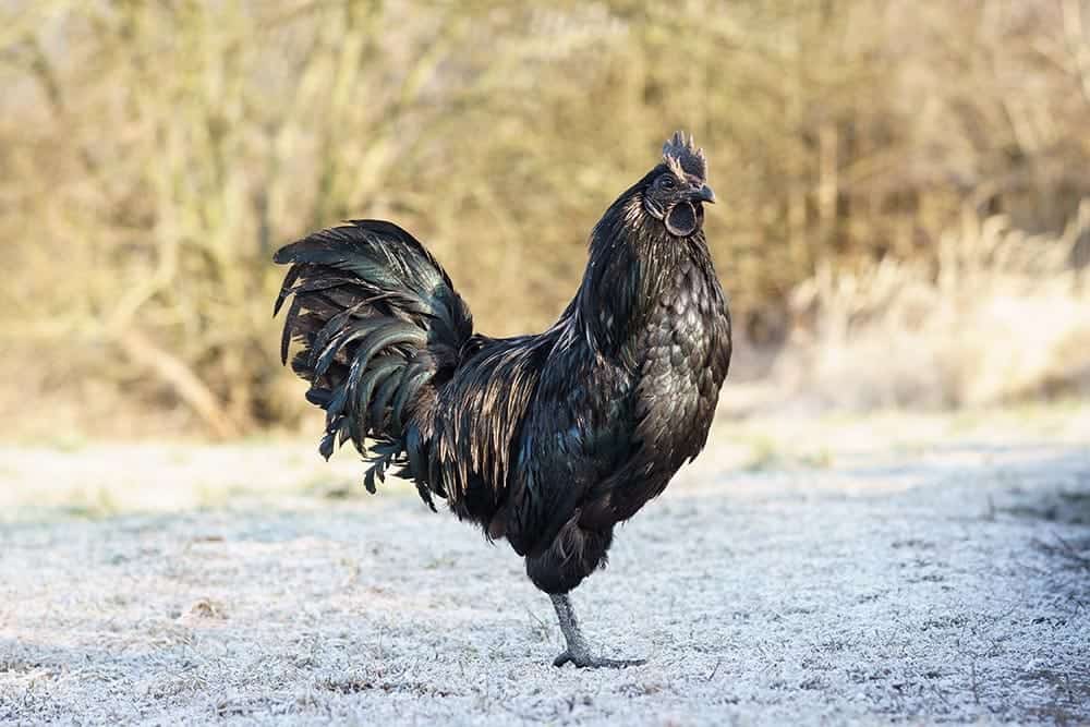 Ayam Cemani chicken from Indonesia