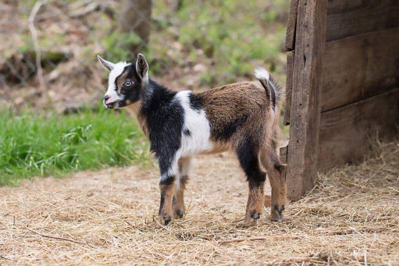 Baby Nigerian dwarf goat in barn