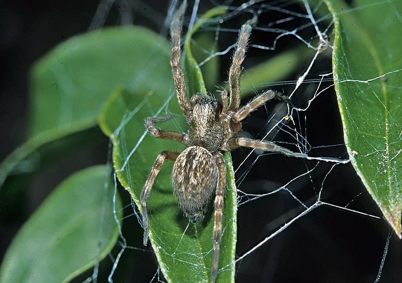 Badumna longinqua-Grey house spider (NZAC06001348)