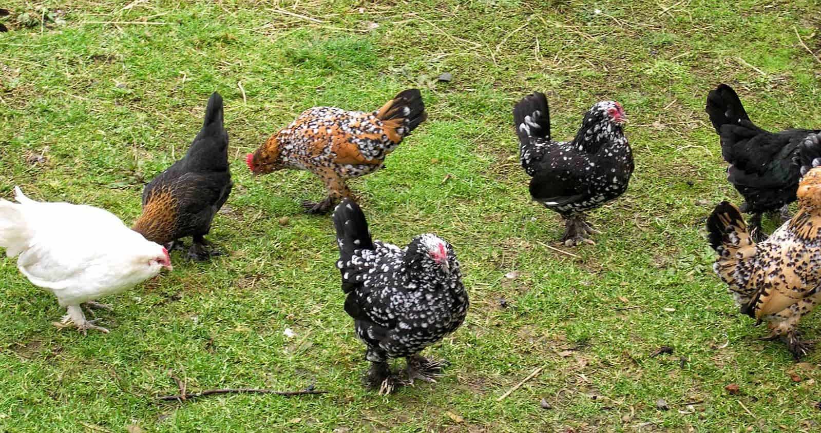 Barbu D’Uccles chickens