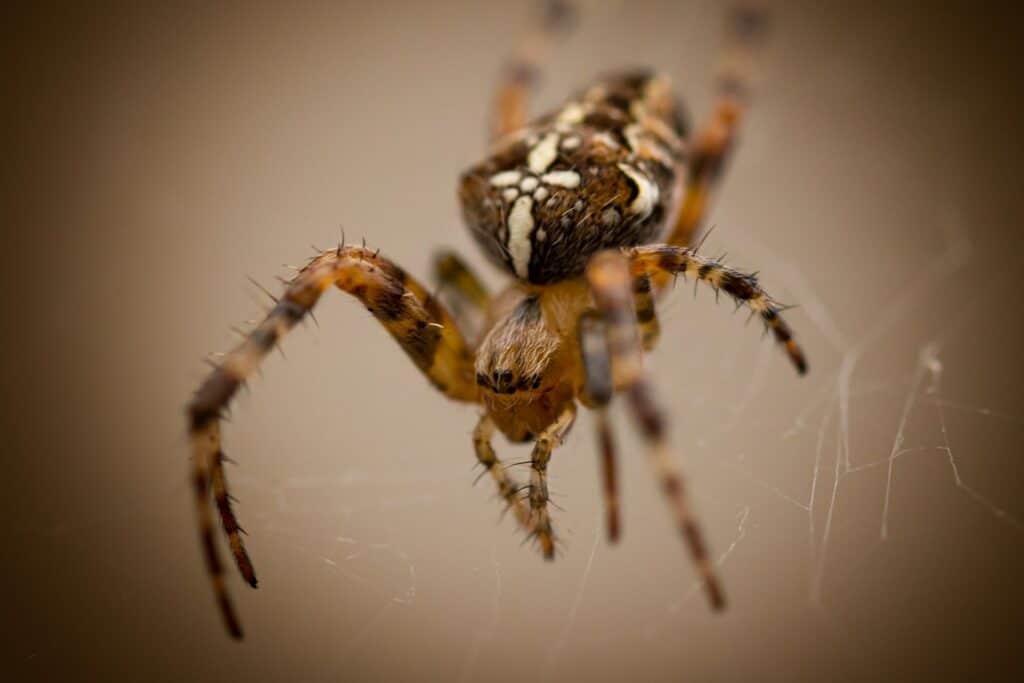 Barn Spider close up_Pixabay