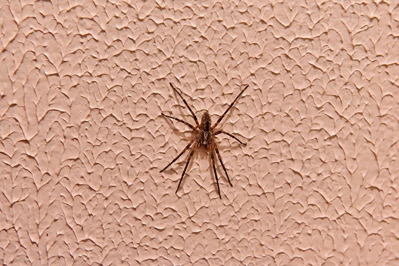 Tegenaria domestica or Barn funnel weaver, spider of the houses, belongs to the family of Agelenidae. It is on a domestic wall