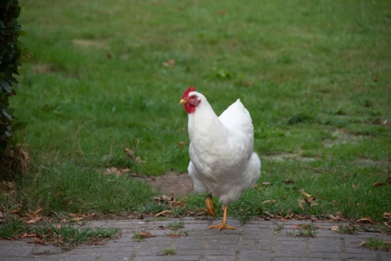 Barnevelder Chicken in the yard
