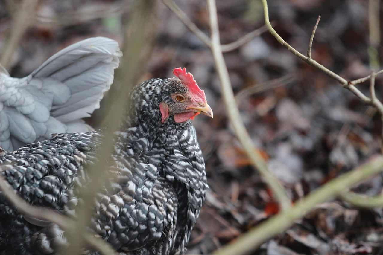 Barred Plymouth Rock Chicken