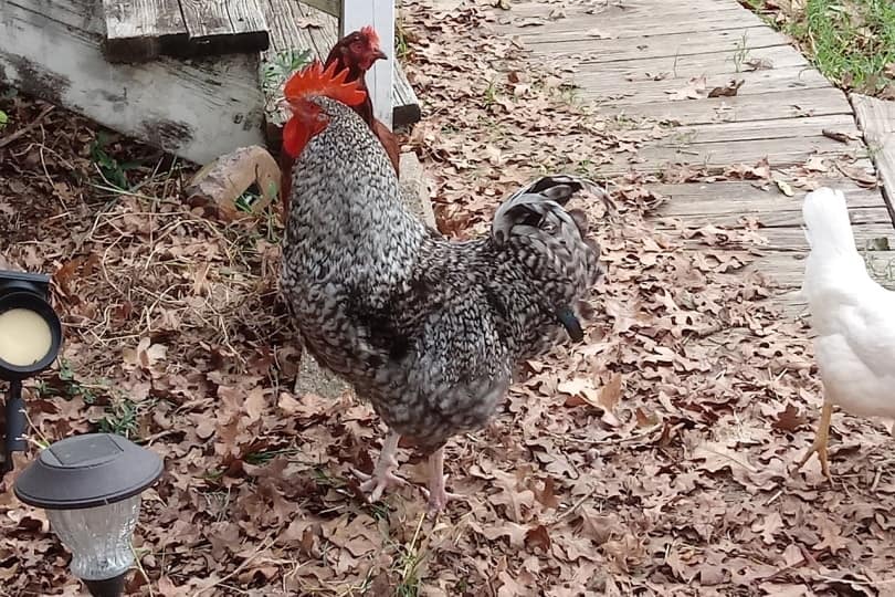 Barred Plymouth Rock Chicken standing on dry leaves