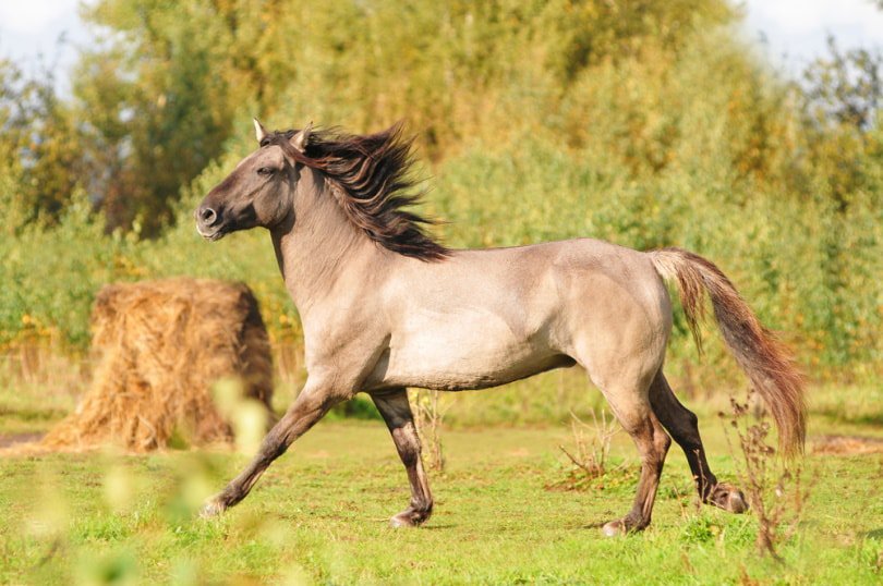 Bashkir curly horse trotting in the grass