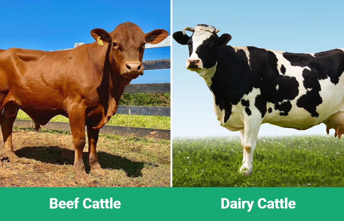 Beef vs Dairy Cattle - Visual Differences