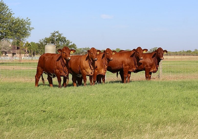 Beefmaster cattle