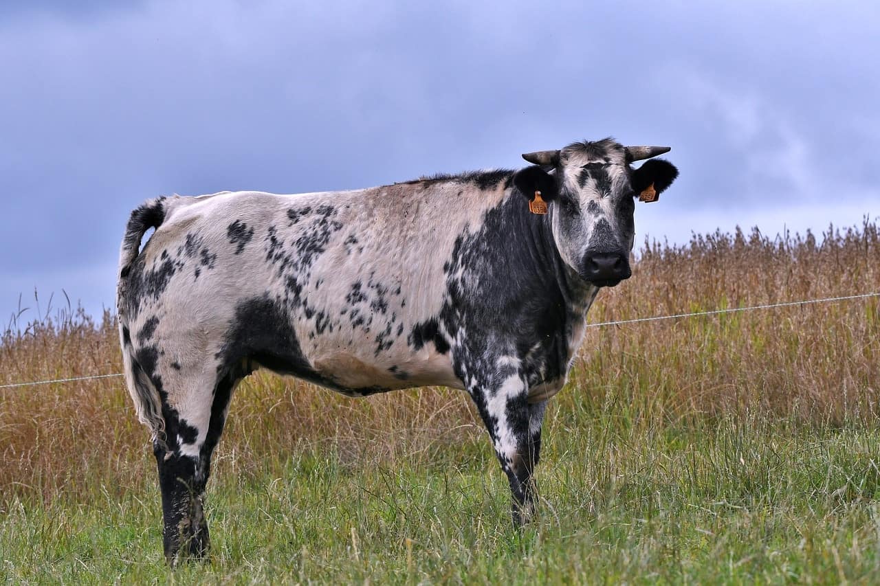 Belgian Blue Cattle