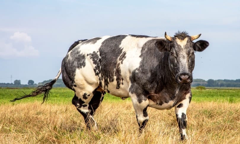 Belgian Blue Cattle