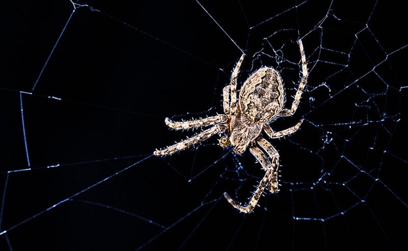 Big bridge orb spider on cobweb in night moonlight. Larinioides sclopetarius