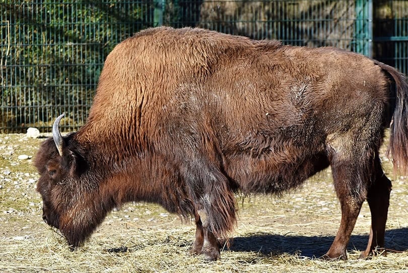Bison Standing