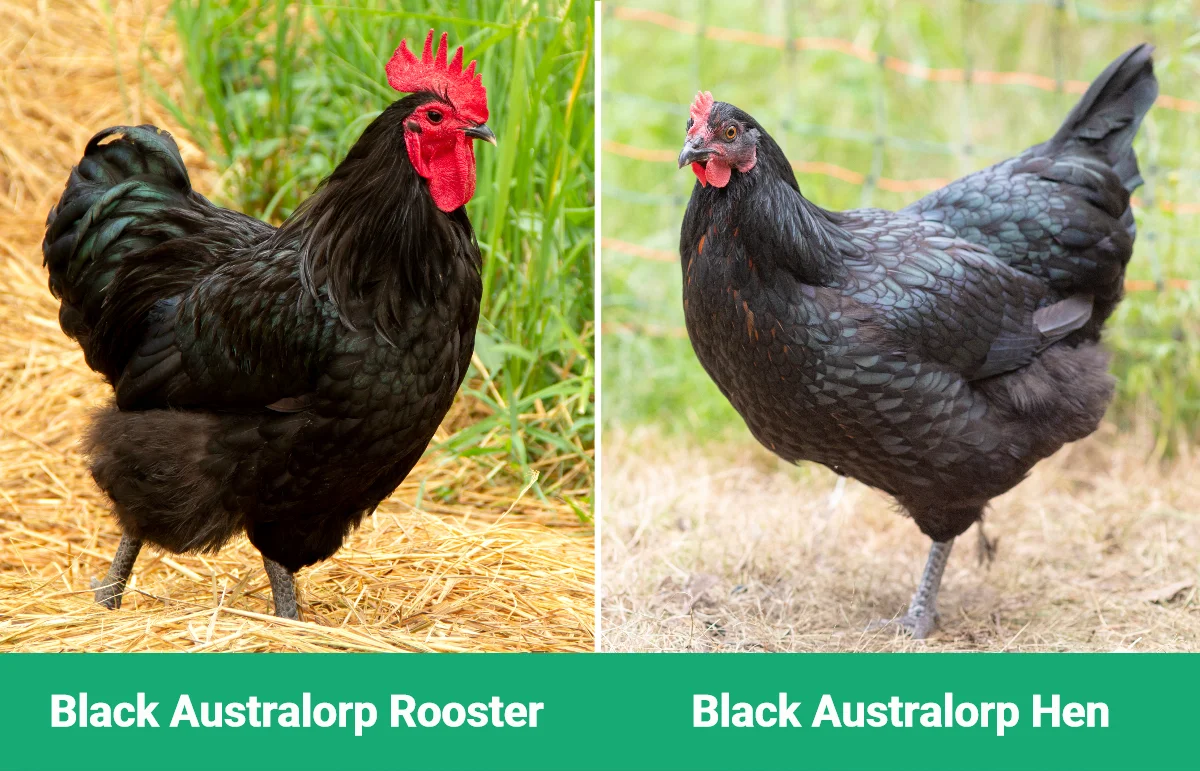 Black Australorp Rooster vs Hen - Visual Differences