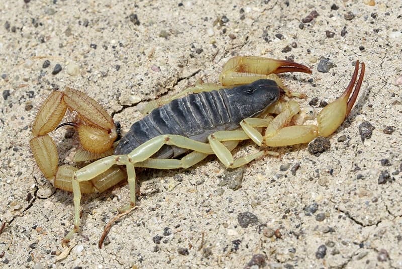 Black-Back Scorpion - Hadrurus spadix