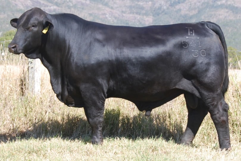 Black Brangus Bull