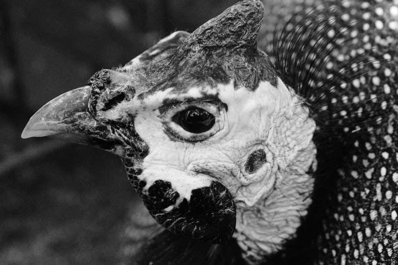 Black Guinea Fowl portrait