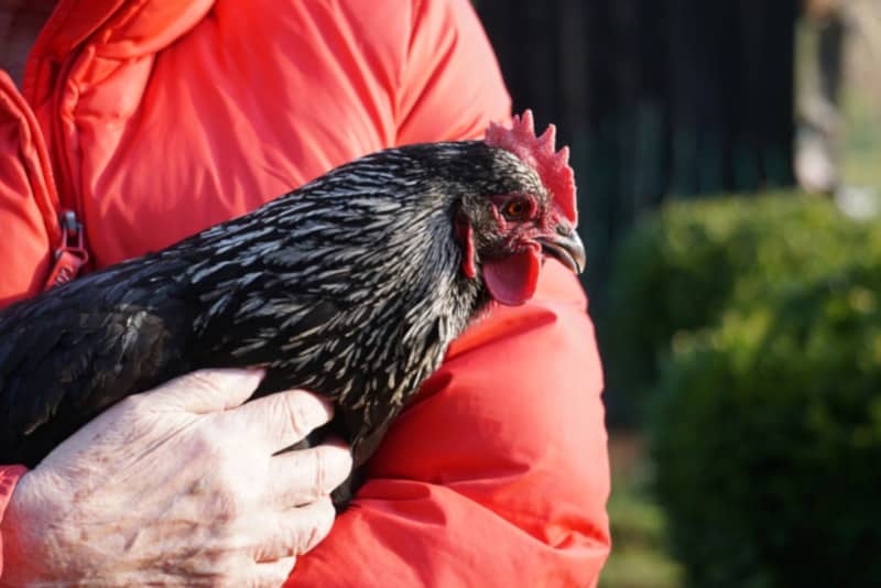 Black Langshan Chicken held by owner