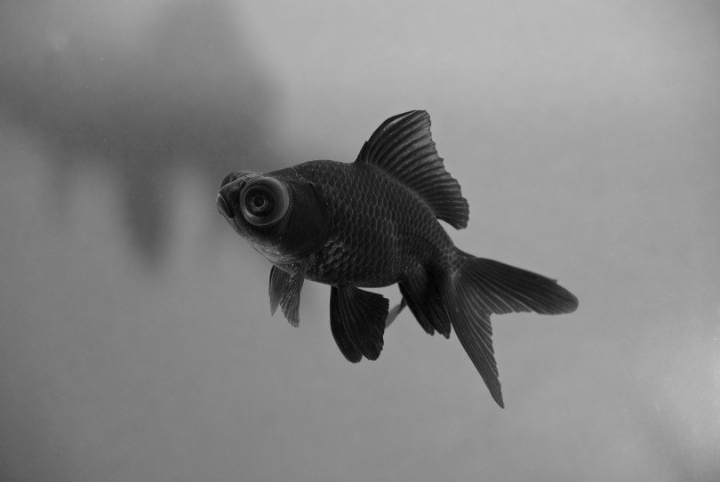 Black Moore Goldfish