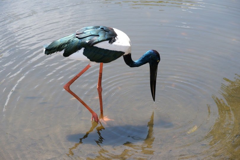 Black-Necked Stork wading in the water