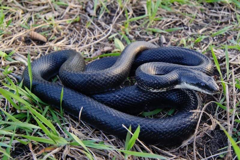 Black Rat Snake Pantherophis obsoleta