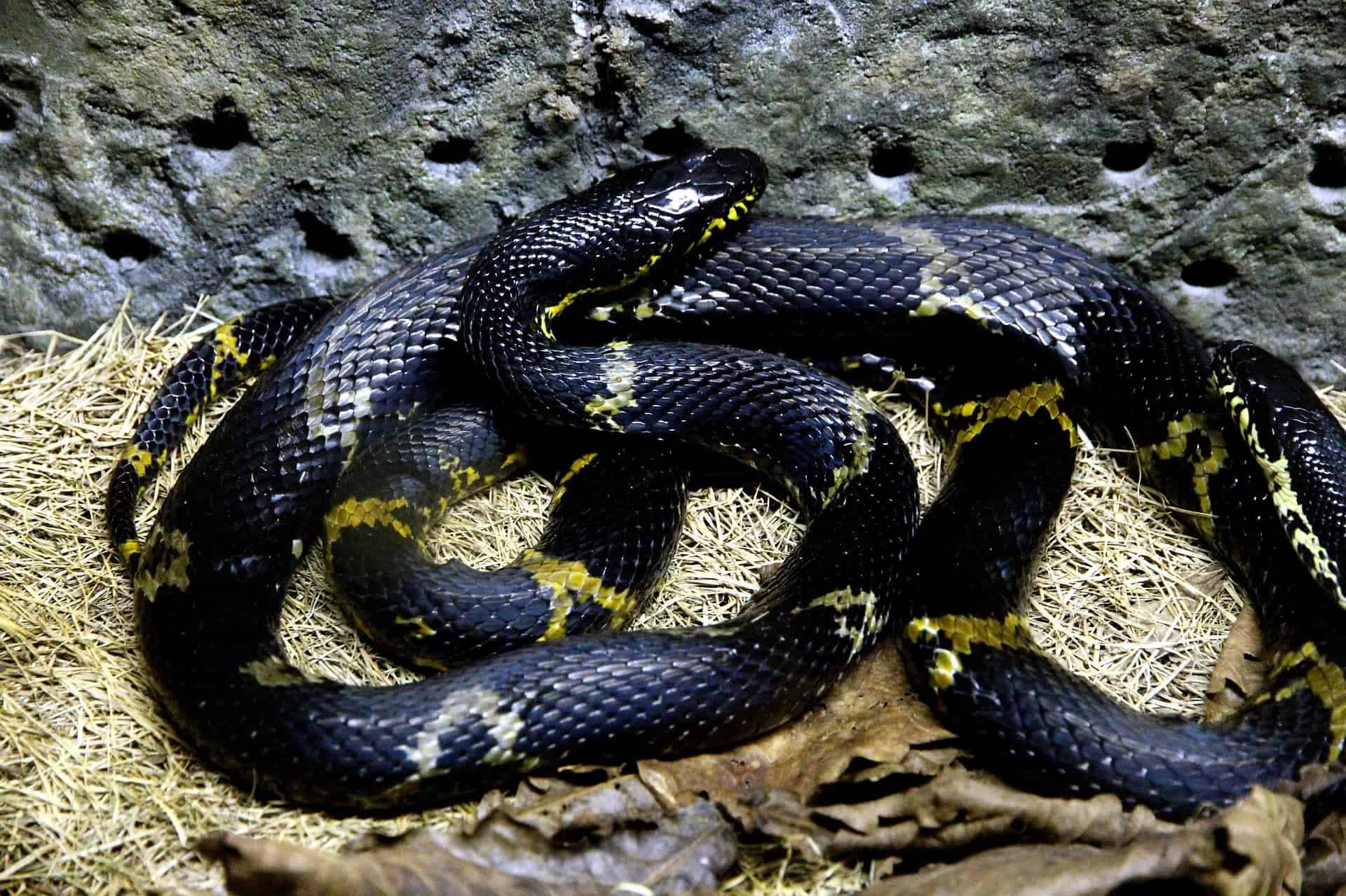 Black Rat Snake-Pixabay