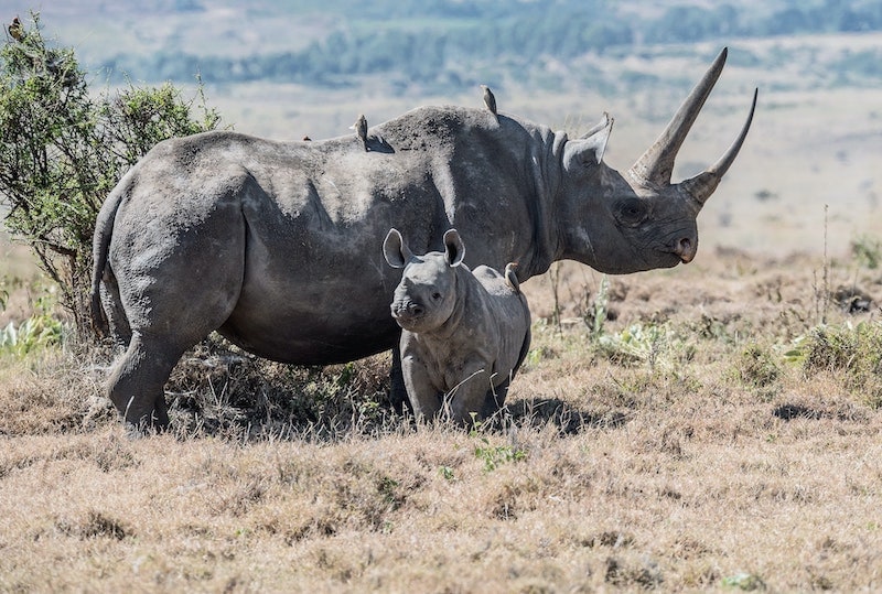 Black Rhinos in Kenya endangered species