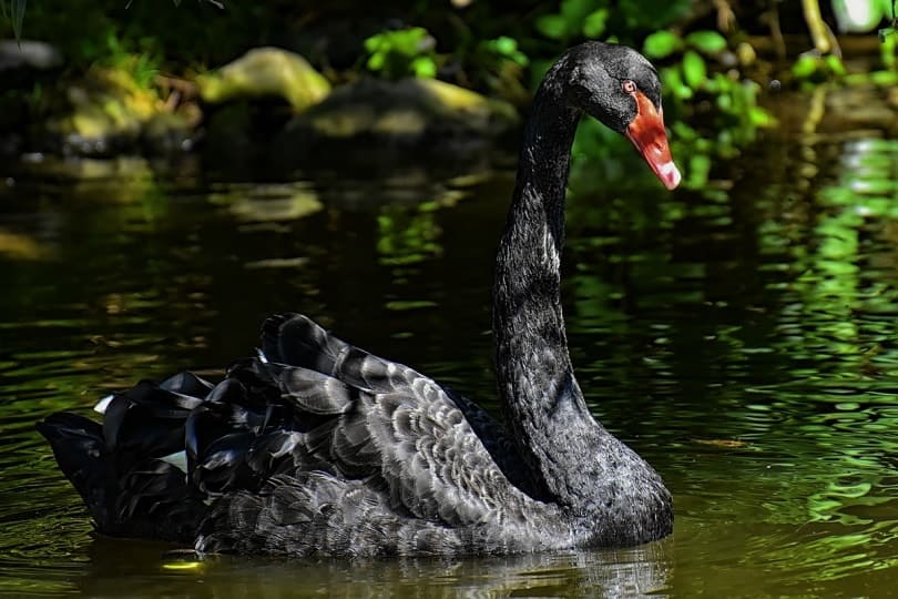 Black Swan swimming in still waters