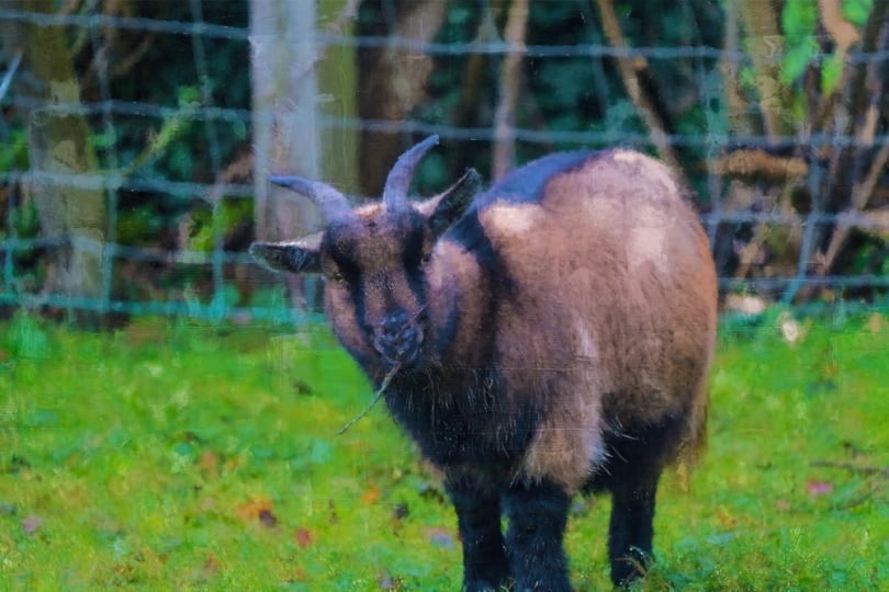 Black and tan goat eating grass