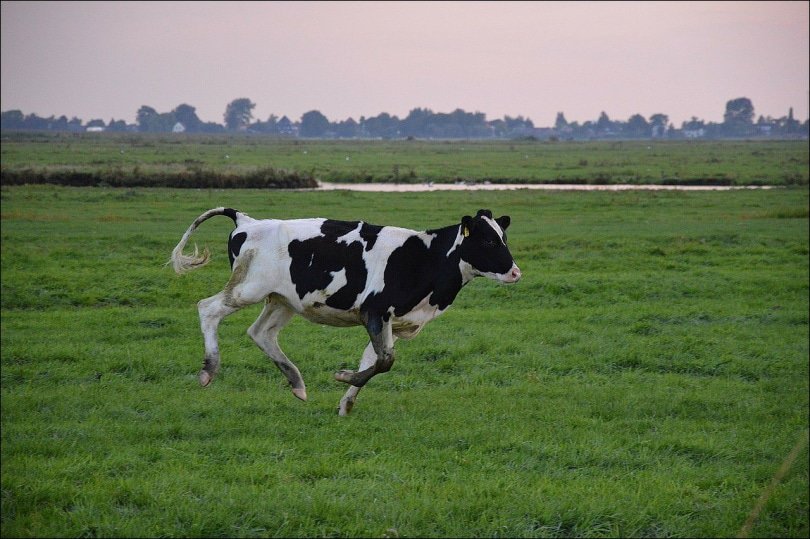 Black and white cow running in the field