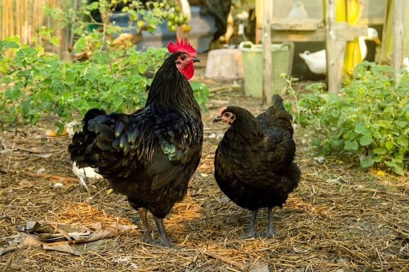 Black australorp chickens_Shutterstock_Ton Bangkeaw