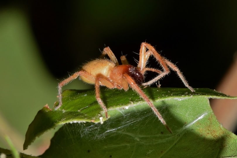 Black footed yellow sac spider