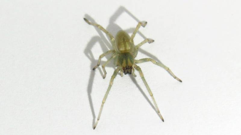 Black-footed yellow sac spider