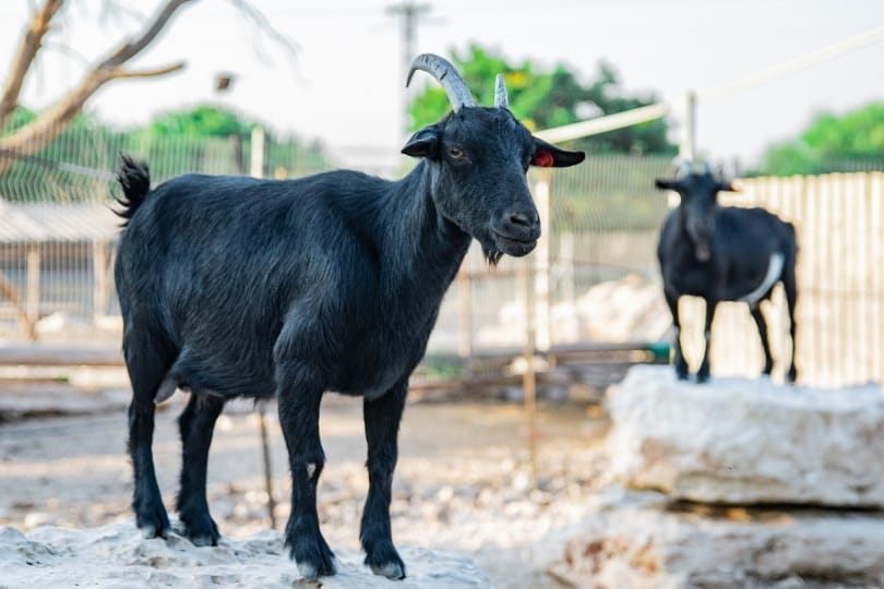 Black goats standing around