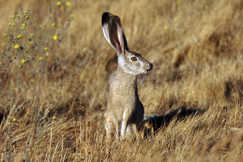 Black-tailed rabbit sitting in dry grass