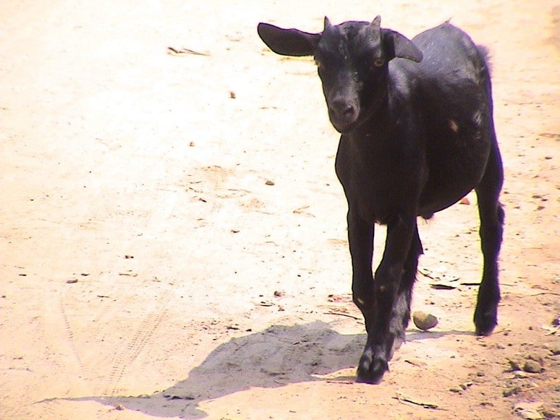 Black_Bengal_Goat_Commons wikimedia