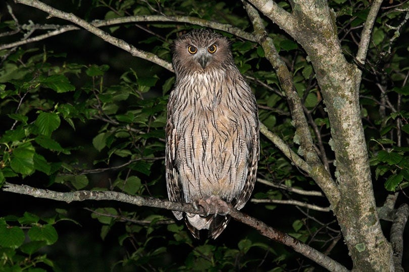 Blakiston's Fish Owl in forest