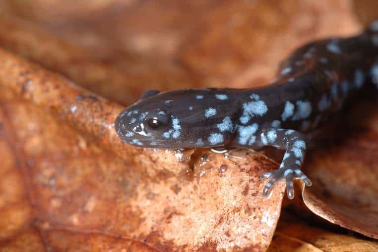 Blue Spotted Salamander side view_James DeBoer_Shutterstock