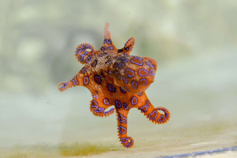 Blue-ringed octopus swimming underwater
