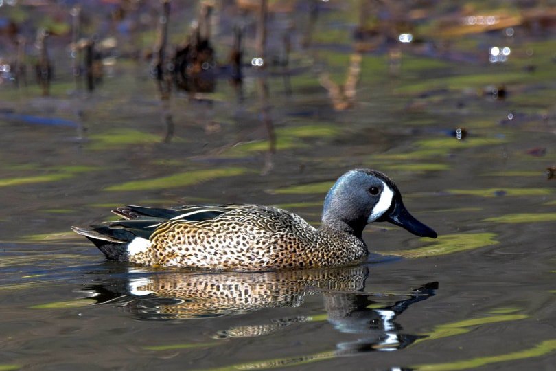 Blue-winged teal duck in the water