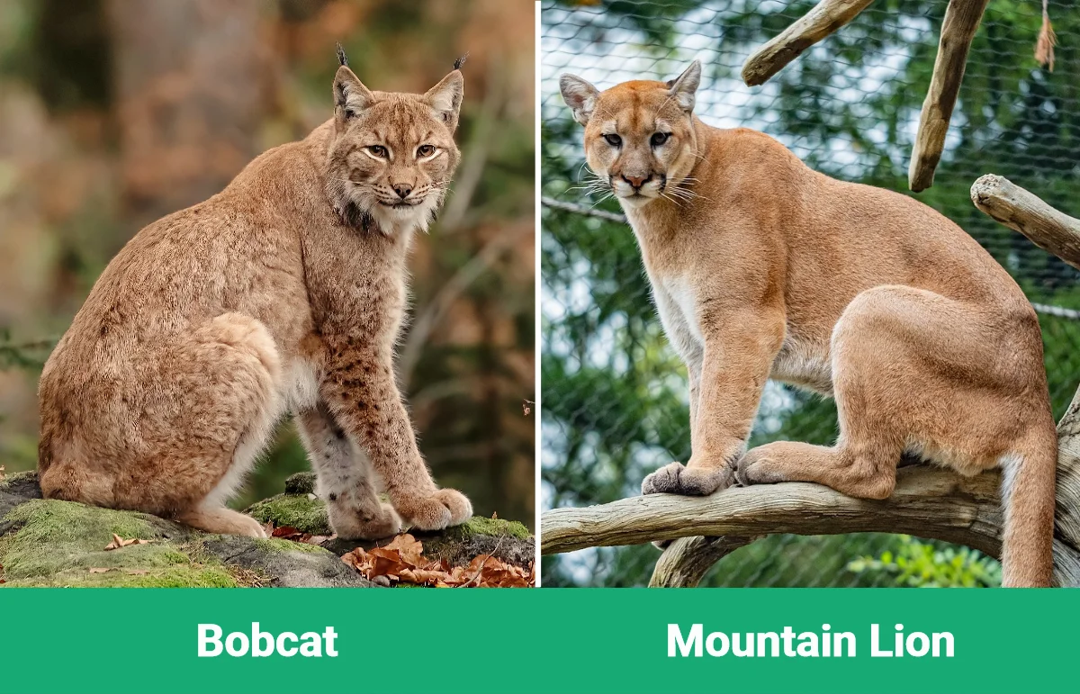 Bobcat vs Mountain Lion - Visual Differences