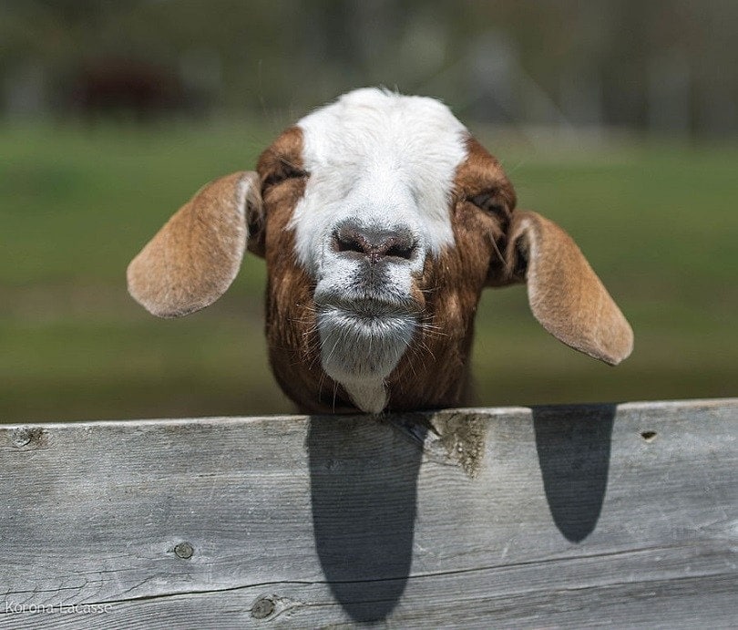 Boer_Goat_commons wikimedia