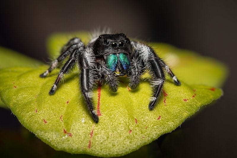 Bold Jumping Spider, Phidippus audax (49608332178)