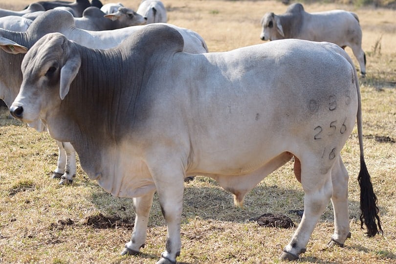 Brahman Cattle in field