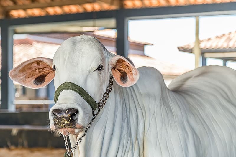 Brazilian Nelore elite cattle in a Exhibition park