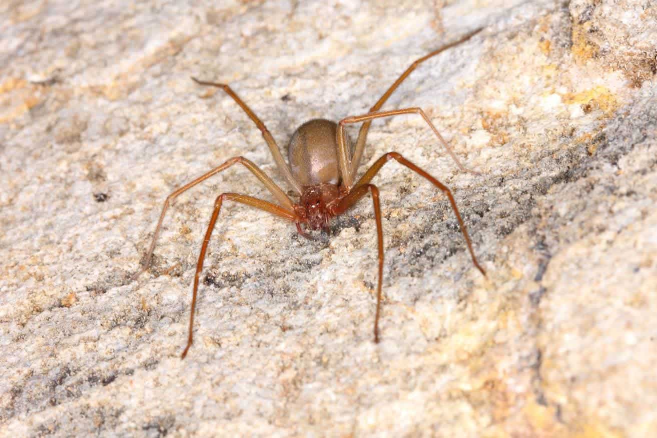 Brown Recluse Spider close up_Pong Wira_Shutterstock