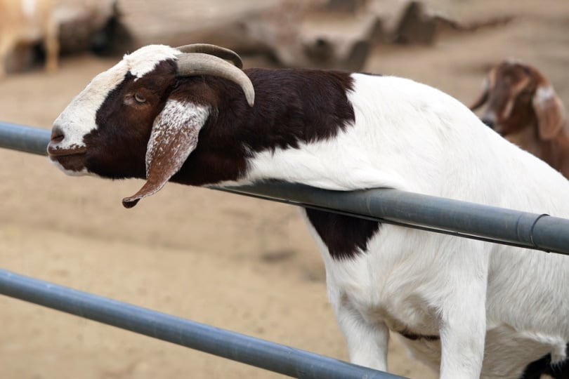 Brown and white goat by the fence