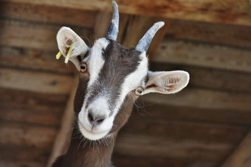 Brown and white goat closeup shot