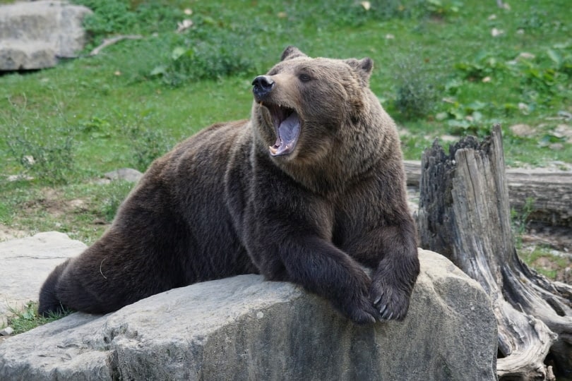 Brown bear growling at something
